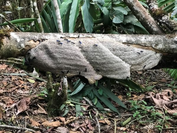 Nombres de animales silvestres en q’anjob’al