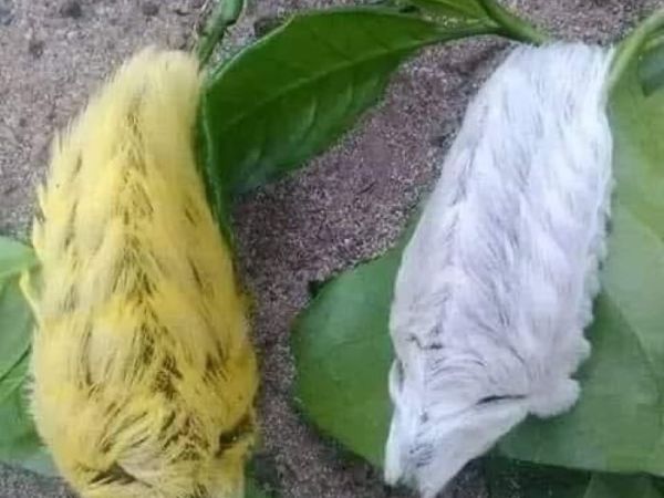 Nombres de insectos en q’anjob’al