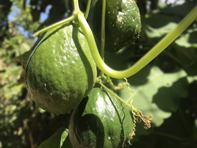 Nombres de verduras en q’anjob’al