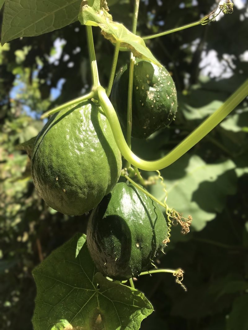 Nombres de verduras en q’anjob’al