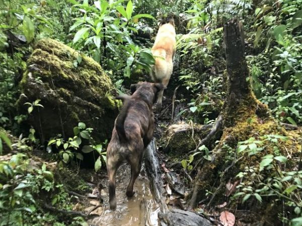 Análisis del verbo en oraciones en&nbsp;español