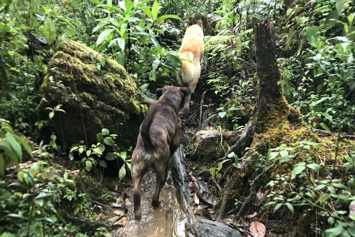 Análisis del verbo en oraciones en&nbsp;español